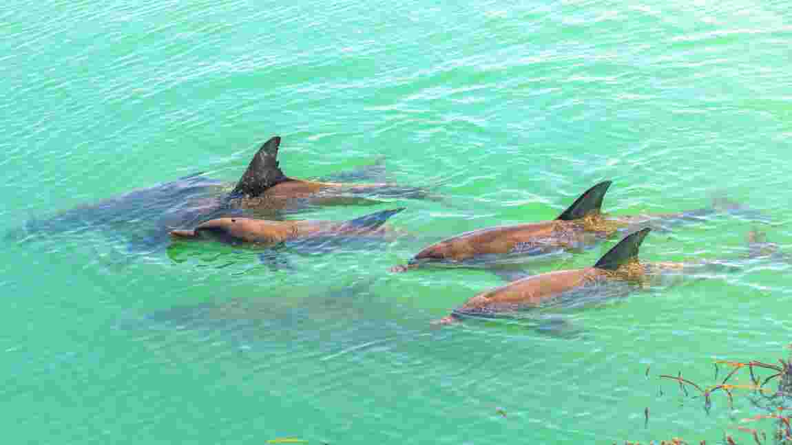 Les dauphins forment les plus grandes alliances sociales à plusieurs niveaux, juste derrière les humains