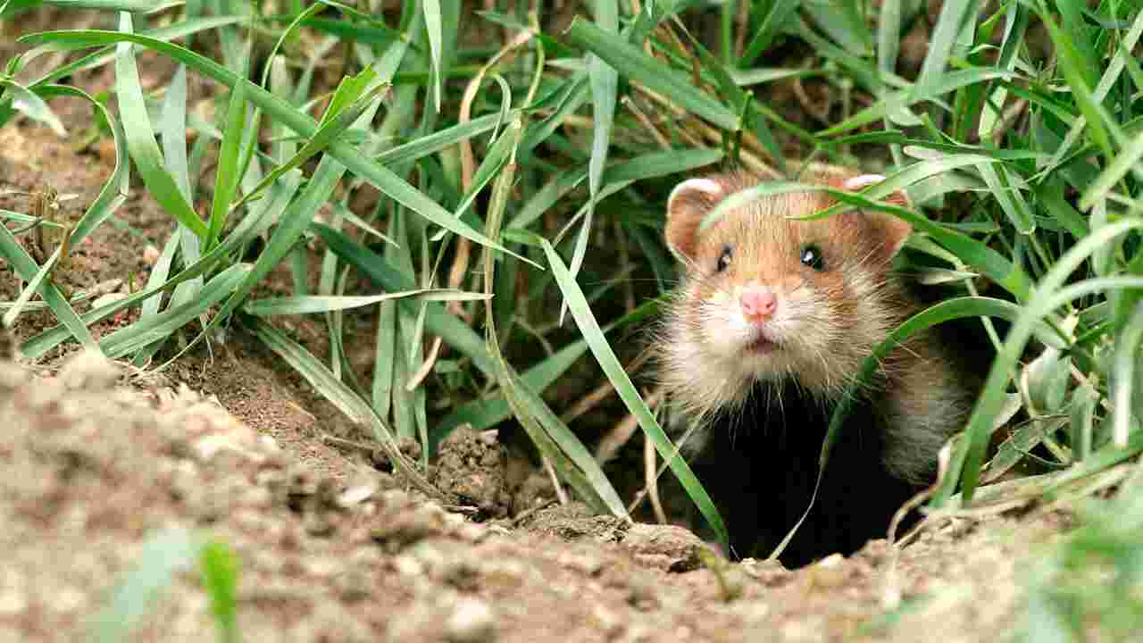 Bonne nouvelle pour le grand hamster d'Alsace, espèce menacée  : Le nombre de terriers a doublé l'année passée