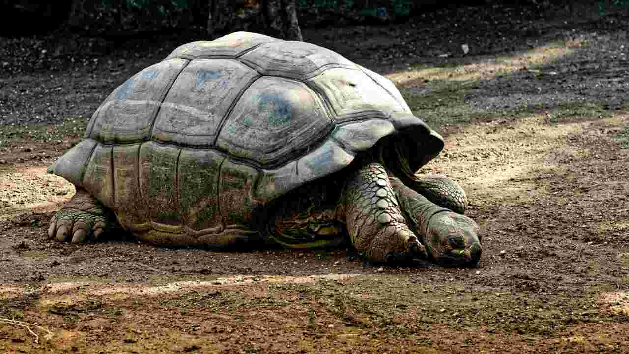 Equateur : Enquête sur une chasse présumée de tortues géantes aux Galapagos