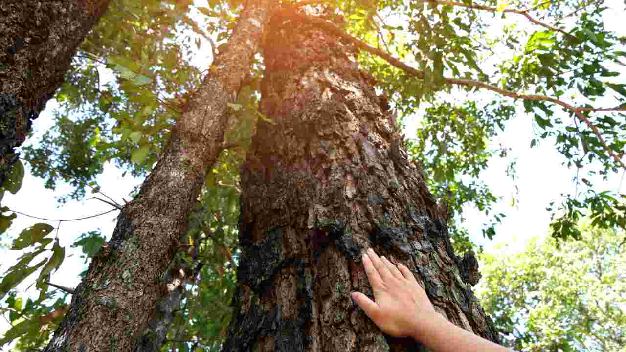 Pourquoi l'extinction des arbres serait-elle une catastrophe pour l'humanité ? La réponse en 7 chiffres clés