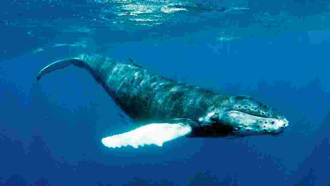 Comment des baleines à bosse chantent le même chant à des milliers de kilomètres les unes des autres