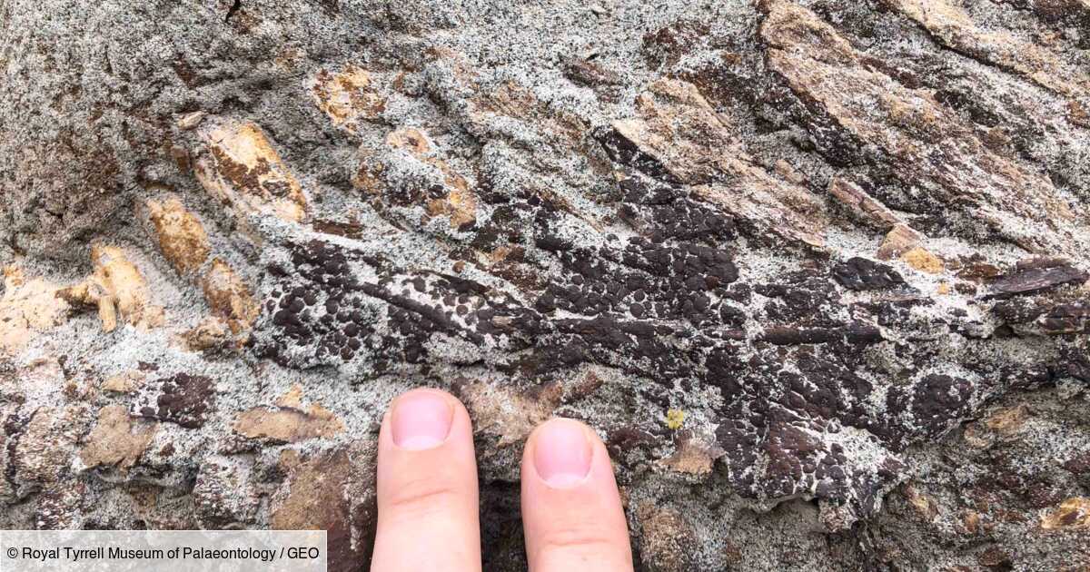 Paleontologists discover a rare hadrosaur skeleton with skin preserved in Canada