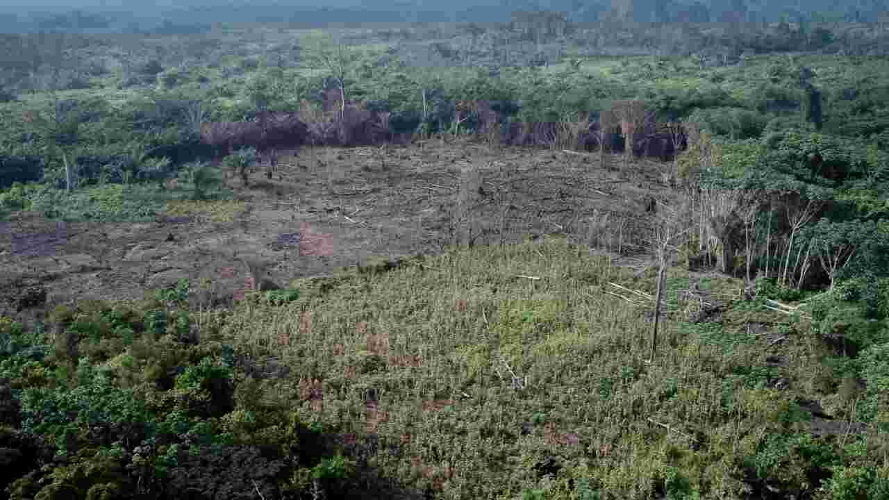 Comment sauver la forêt du bassin du Congo (RDC), deuxième poumon de la Terre après l'Amazonie ?