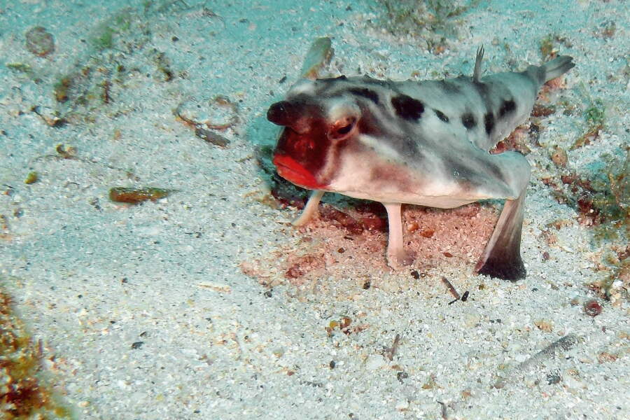 Poisson Lèvres Pulpeuses Rouges Les 10 poissons les plus étranges et fascinants - GEO