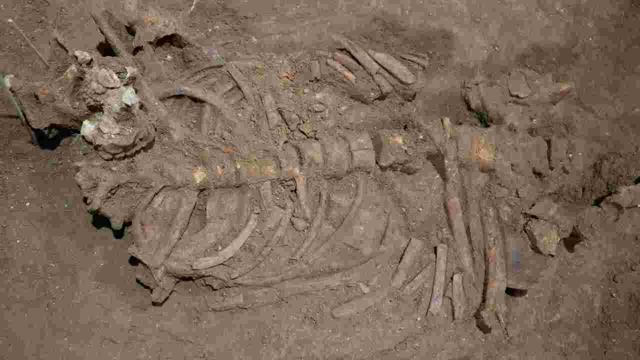 Des restes humains de 30000 ans livrent le plus ancien témoignage d'une amputation chirurgicale