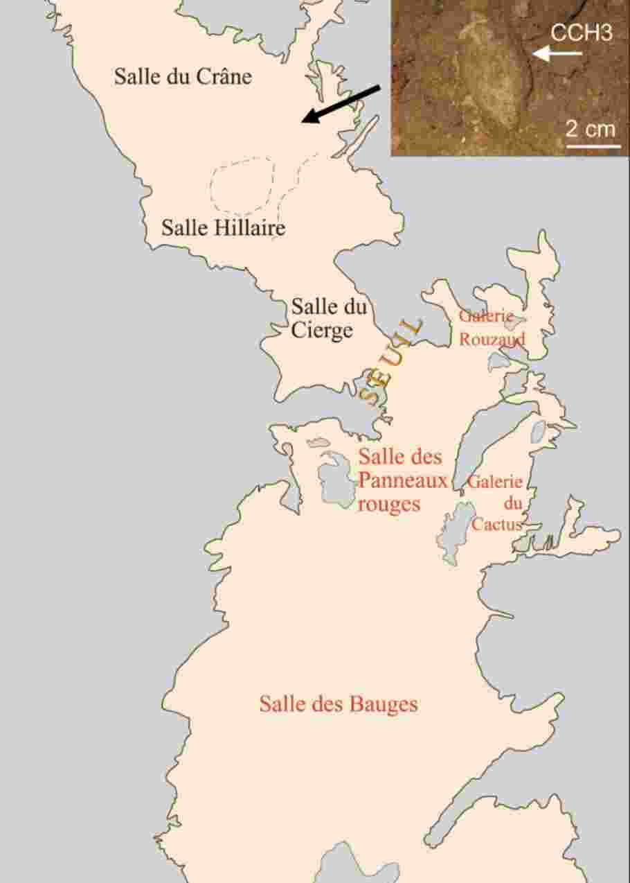 Grotte Chauvet : l'analyse d'excréments révèle la présence d'une louve vieille de 35.000 ans 