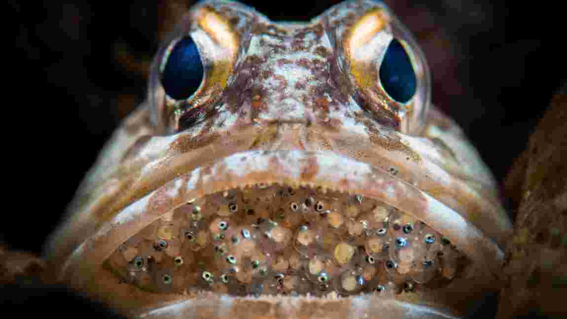 Poisson chevelu, tout-en-gueule, dragon de mer feuillu : Découvrez les poissons les plus étranges au monde