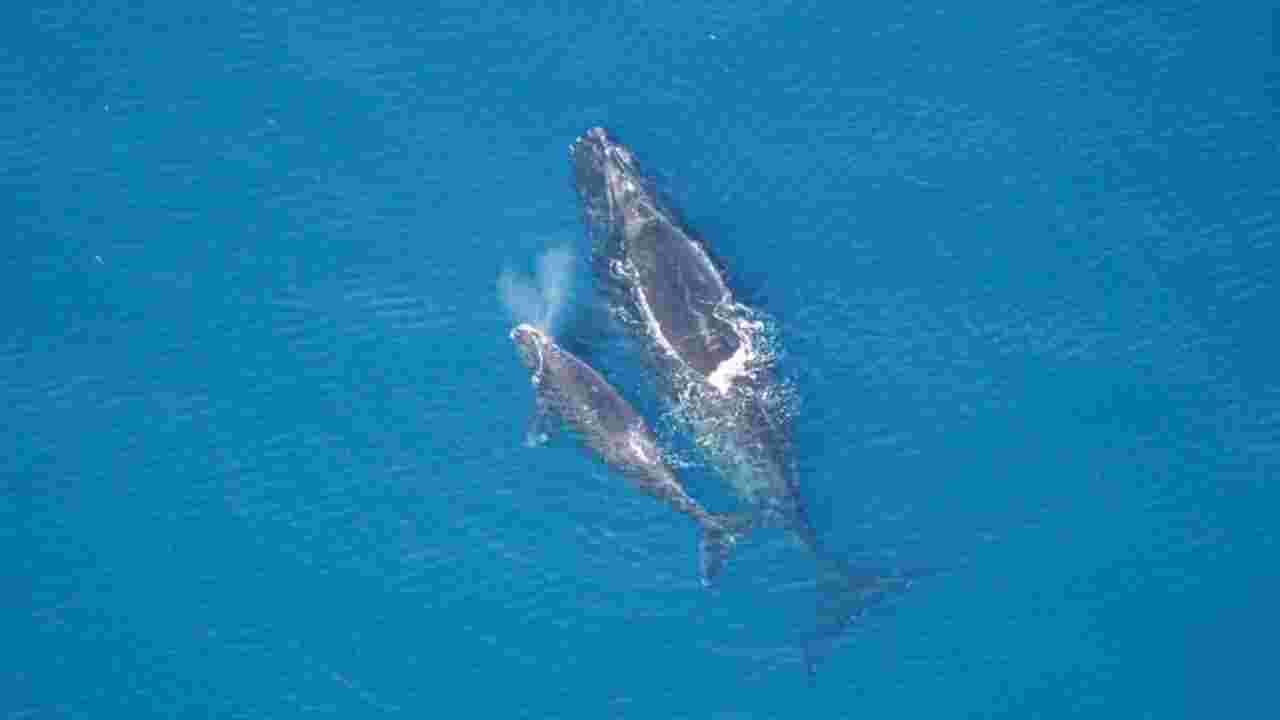 Qui est la baleine franche de l'Atlantique nord, baleine la plus menacée au monde ?