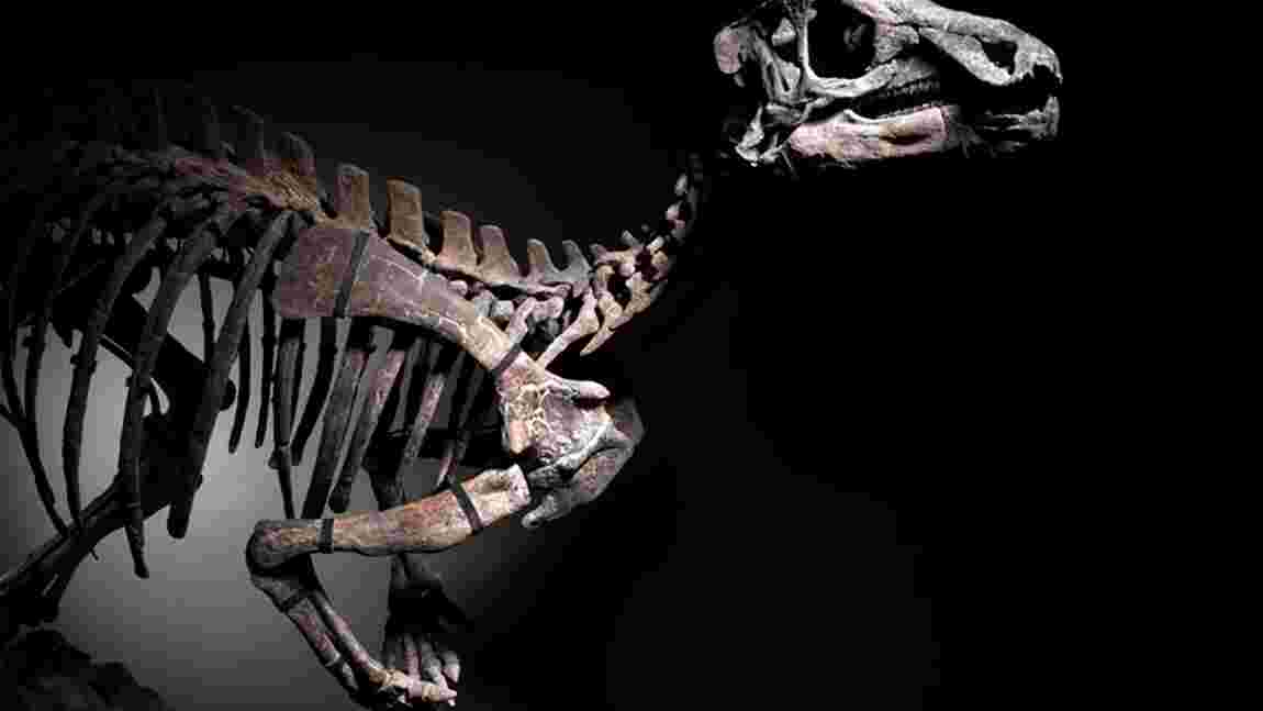 Zéphyr, un autre squelette de dinosaure bientôt aux enchères à Paris