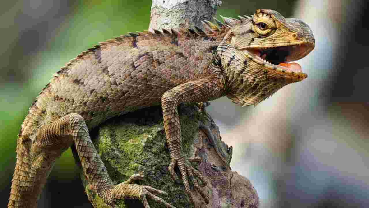 Le premier reptile planeur de la Terre identifié par des chercheurs français