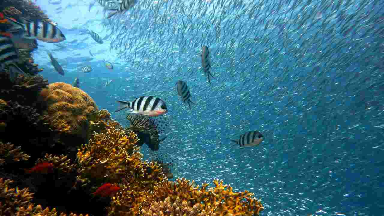 Océan : plus de 200 scientifiques se mobilisent pour interdire la pêche destructrice dans les aires marines protégées