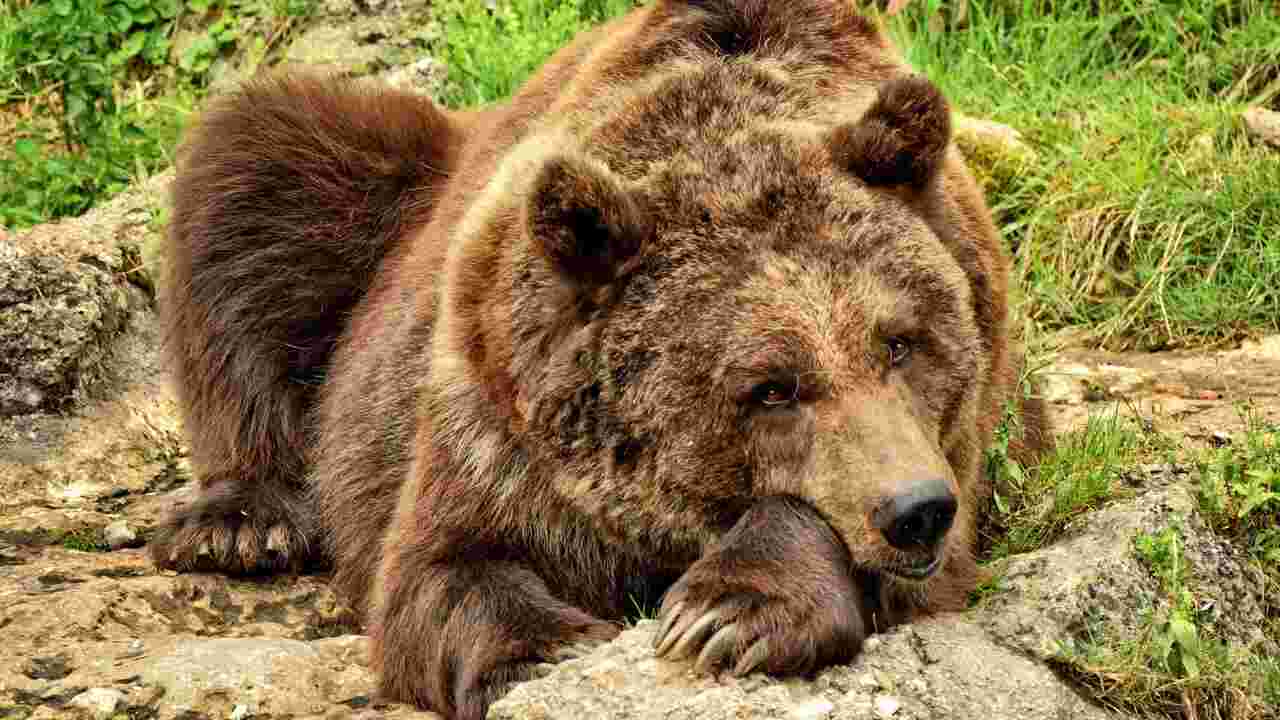France : près de 170 brebis se jettent dans le vide, l'ours pointé du doigt
