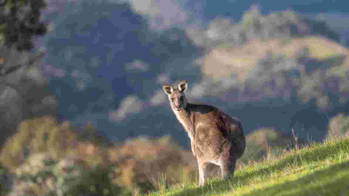 Australie : un kangourou attaque et tue un homme