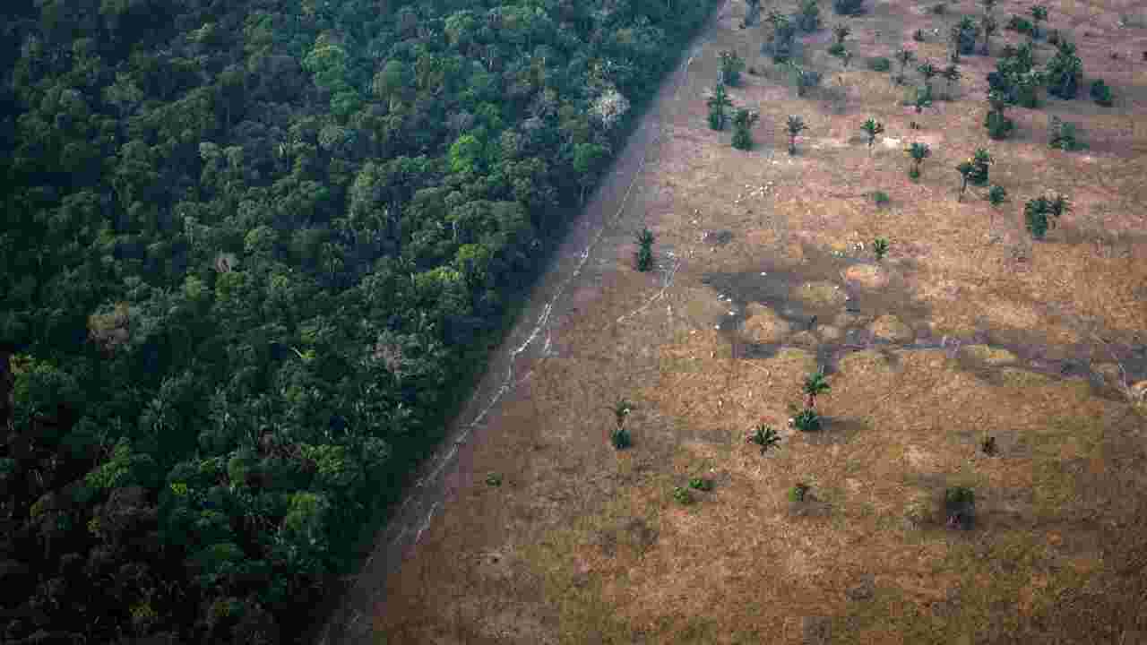 Déforestation importée : Le Parlement européen vote en faveur d'un texte ambitieux