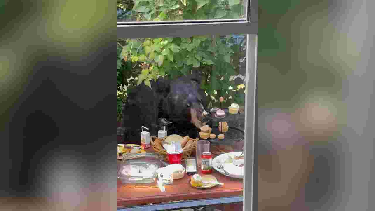 Un ours s'introduit dans une fête d'anniversaire... pour se goinfrer de cupcakes