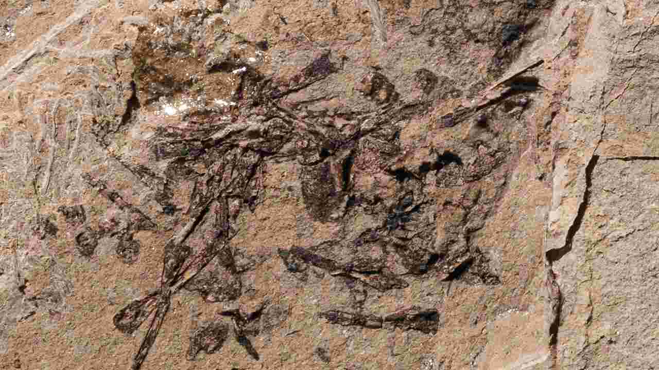 La découverte d'un vomi fossilisé éclaire sur le régime des prédateurs du Jurassique