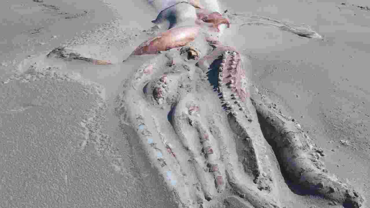 Des touristes découvrent un rarissime cadavre de calamar géant sur une plage en Nouvelle-Zélande