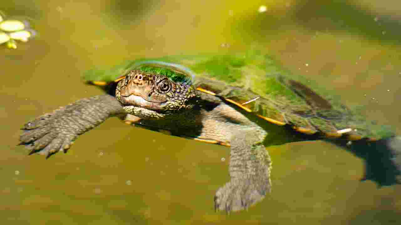 Tortue de la Mary River : qui est cette tortue qui respire par l'anus ?