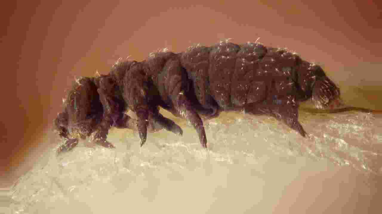 Le secret du tardigrade pour résister à la dessiccation, enfin dévoilé ?