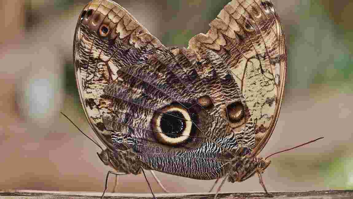 Paon du jour, Double 8, Morpho bleu : A la rencontre des papillons les plus extraordinaires