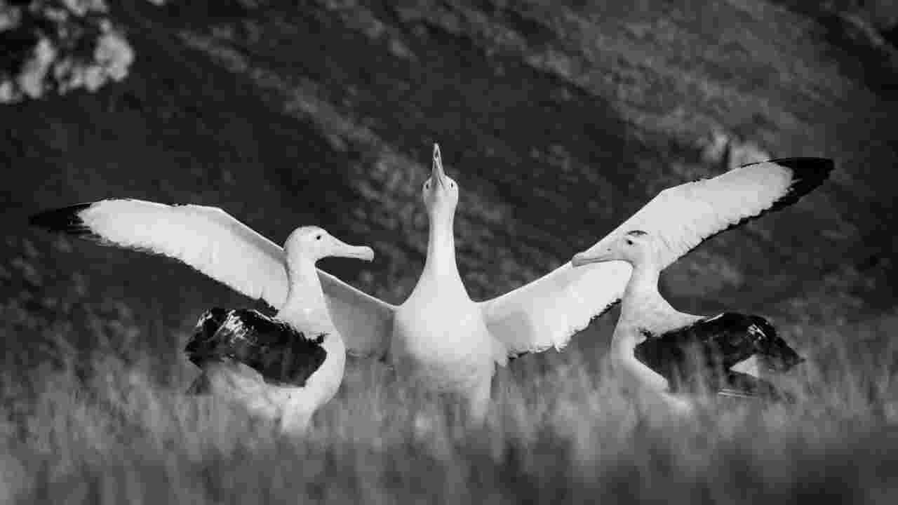 Albatros : chez l'oiseau le plus romantique du monde, le "divorce" dépend de la personnalité du mâle