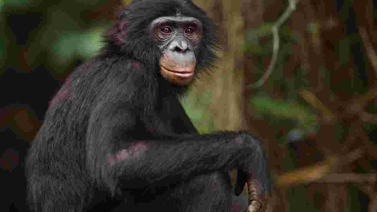 Quelle est la différence entre un chimpanzé et un bonobo ?