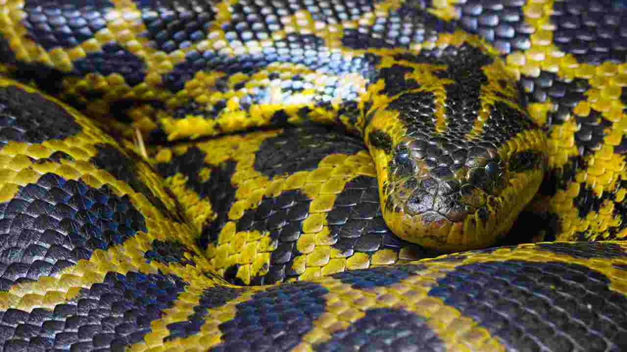 Le secret du python birman pour avaler des proies plus grosses que lui