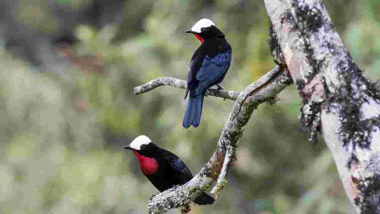 Pourquoi les oiseaux les plus colorés sont-ils aussi les plus menacés ?