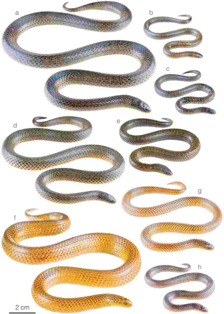 Des vivants parmi les morts ? Trois nouvelles espèces de serpents découvertes en Equateur, dont l'une dans un cimetière