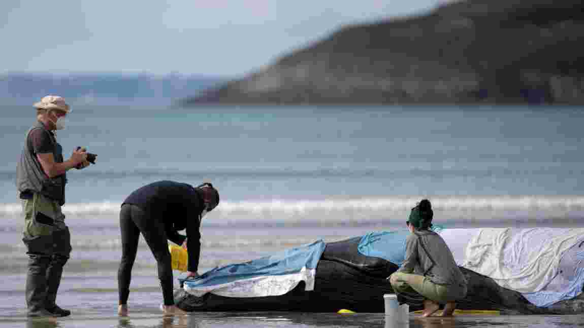 Sauvetage : Une baleine échouée sur une plage du Finistère repart en mer
