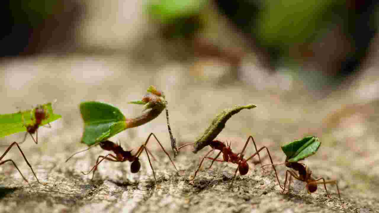Le nombre "inimaginable" de fourmis qui vivent sur Terre révélé par une étude