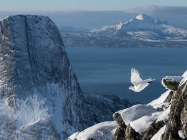 Bird photographer of the Year 2022 : et les plus belles photos d'oiseaux de l'année sont...
