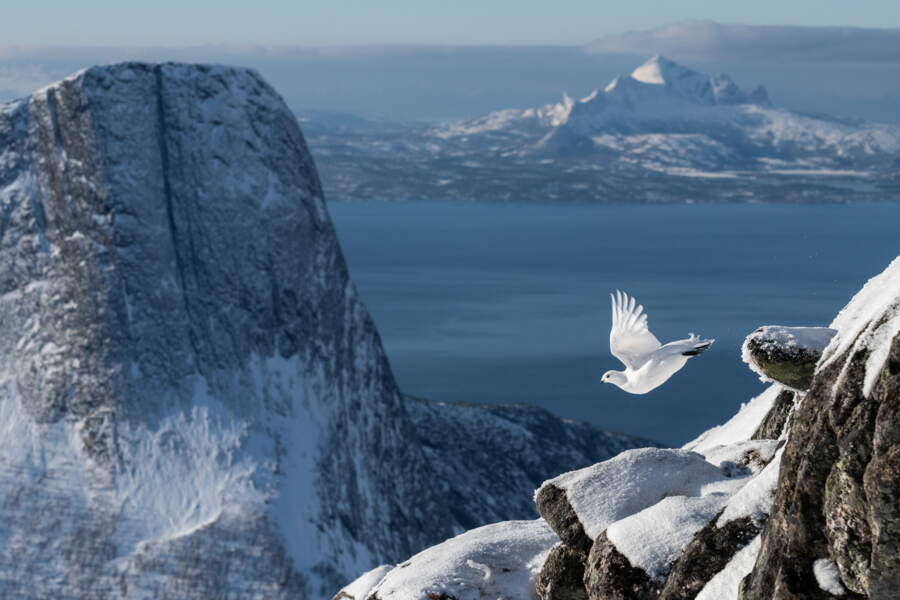 Bird photographer of the Year 2022 : et les plus belles photos d ...