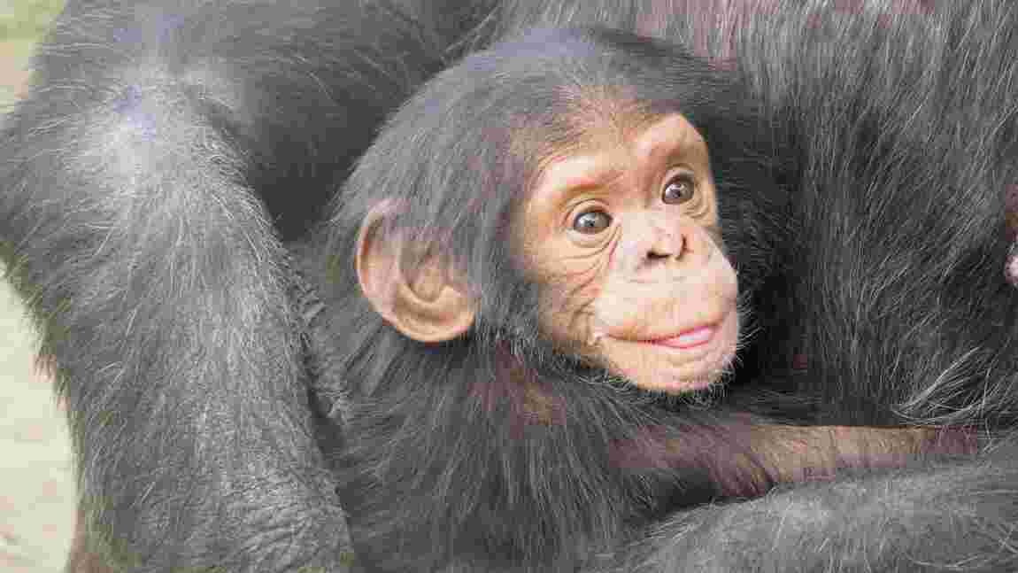 Congo : des malfaiteurs kidnappent trois chimpanzés orphelins d'un refuge et exigent une grosse rançon
