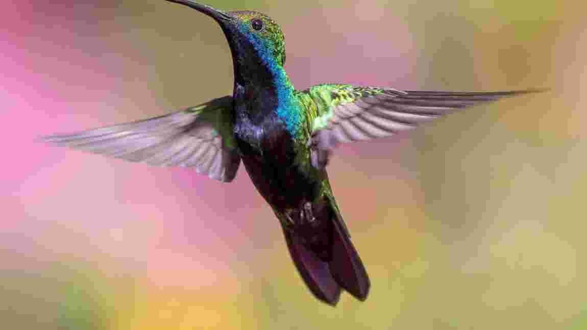 Ces colibris mâles seraient devenus minuscules pour pouvoir impressionner les femelles