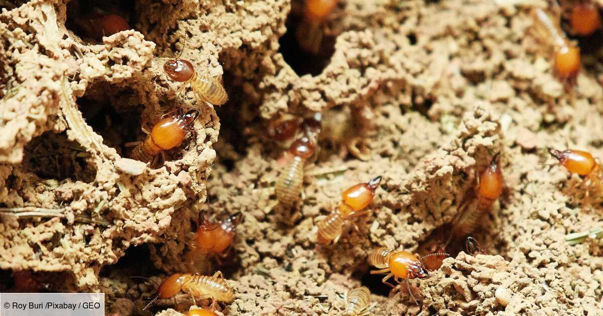 Pourquoi les termites risquent-ils de devenir les grands gagnants du réchauffement climatique ?