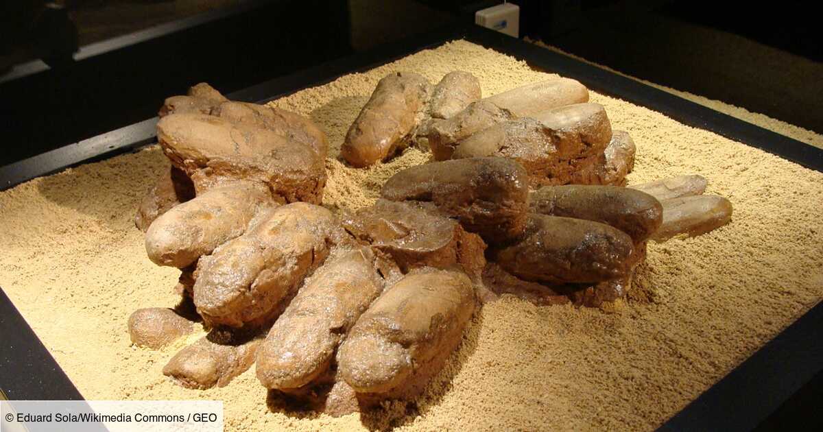L'analyse d'œufs fossilisés découverts en Chine interroge sur la raison du déclin des dinosaures
