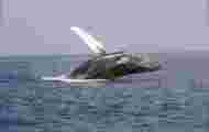 Whale Safe, LIDO: these technologies to prevent collisions between whales and boats