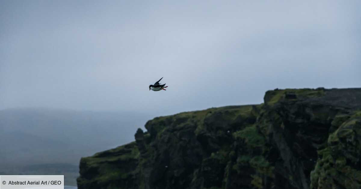 Pourquoi des poussins macareux sont jetés du haut des falaises chaque année en Islande ?