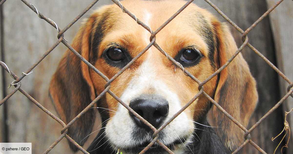 Expérimentation animale : "Les chiens beagles sont choisis car ils sont prêts à tout endurer par amour"