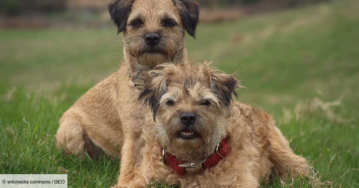 Un vétérinaire révèle les 5 races de chiens qu'il conseille