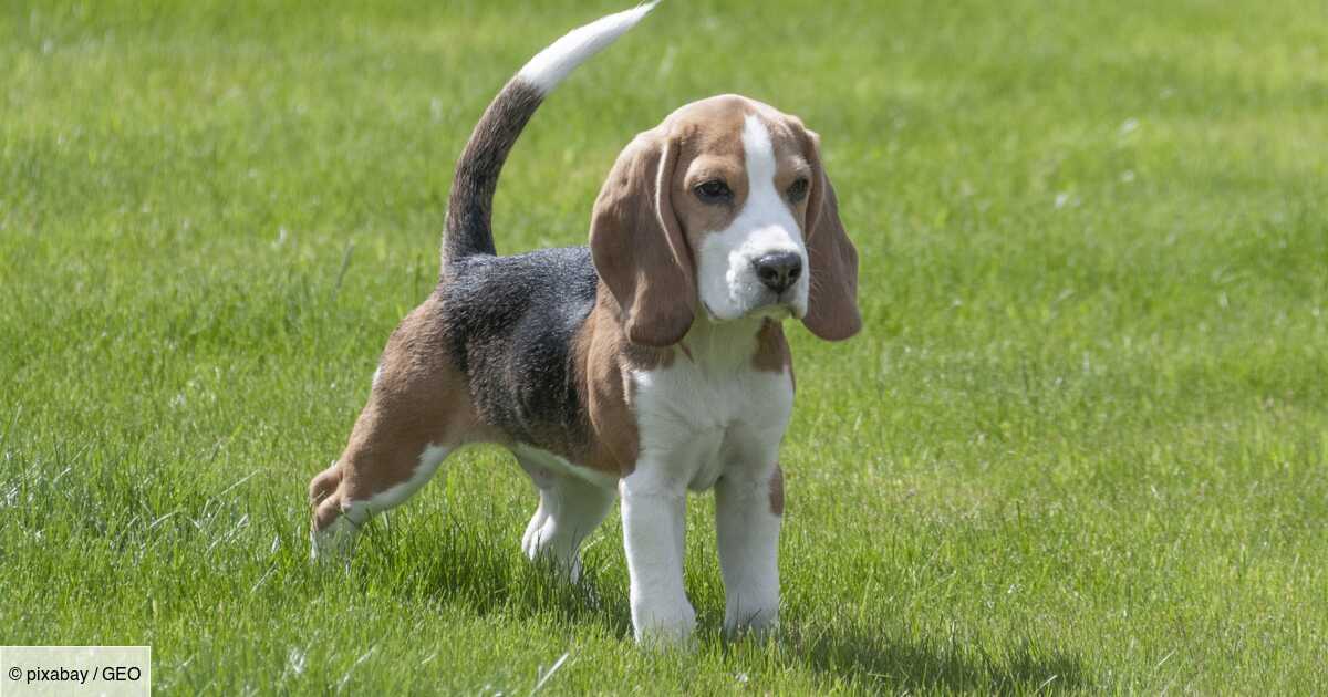 Qui est le beagle, ce chien adorable utilisé pour l'expérimentation animale ?