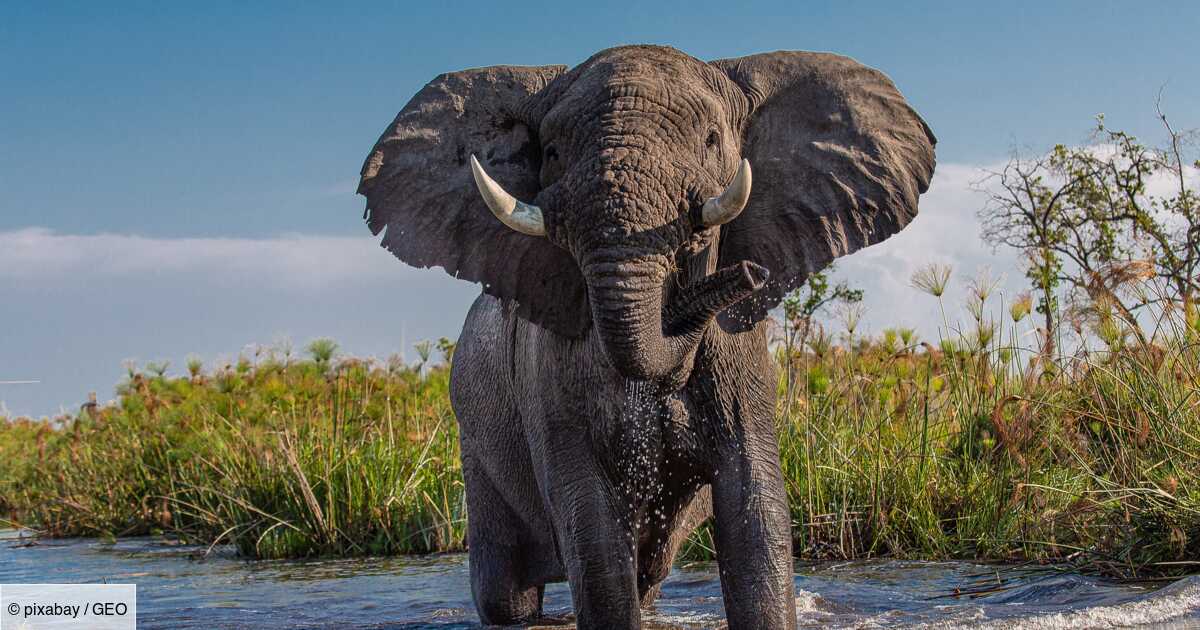 Attaqué par un éléphant, un homme saute dans une rivière... et est gravement blessé par un crocodile