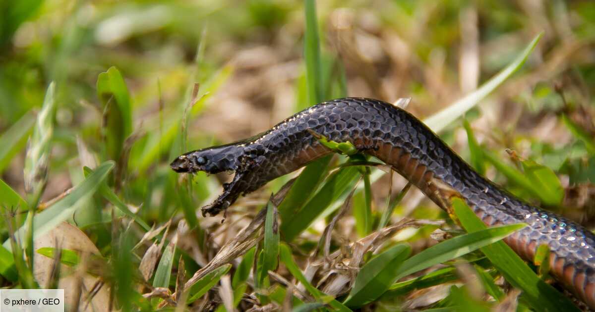 Australie : un serpent très venimeux décrit comme "une arme absolue" trouvé dans une maison