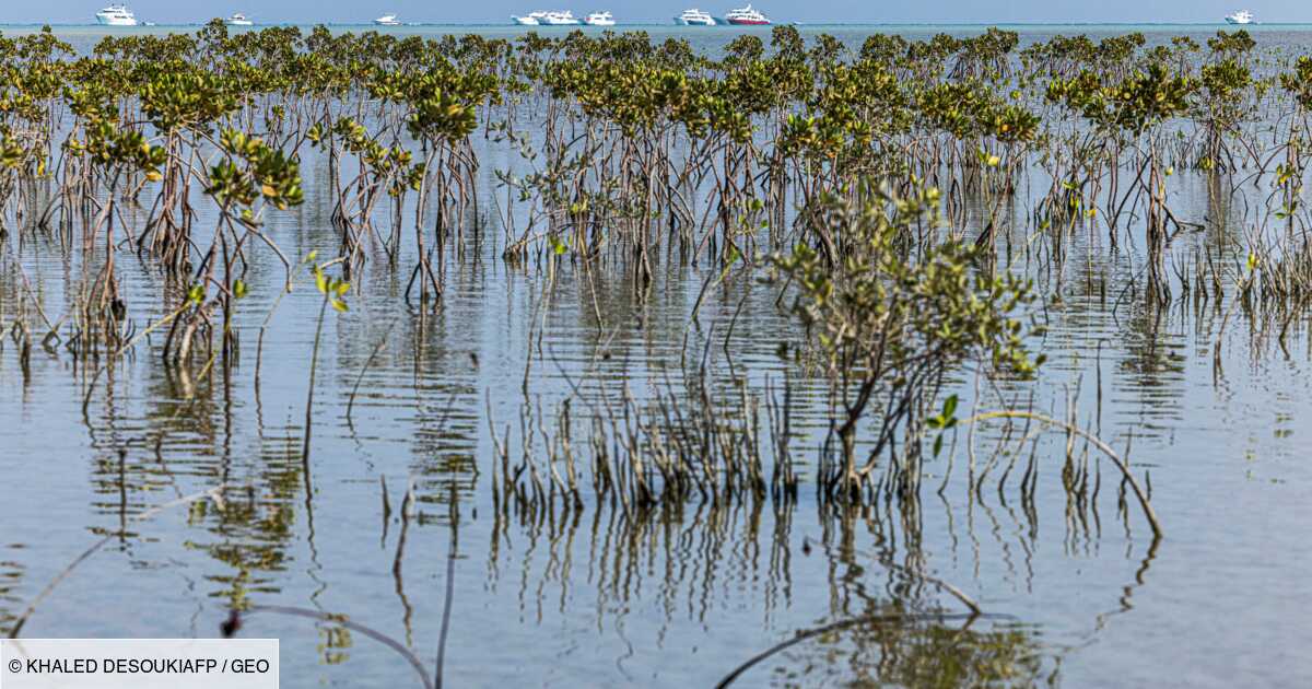 En Egypte, les mangroves renaissent malgré le tourisme de masse