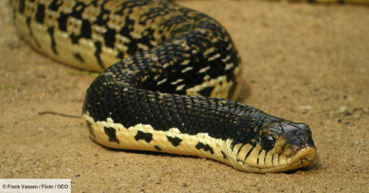 Seorang wanita yang dimakan hidup-hidup oleh ular sanca raksasa di Indonesia