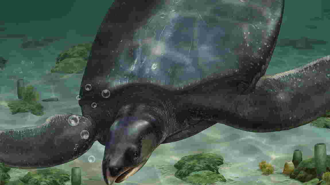 Des fossiles trouvés en Espagne dévoilent l'une des plus grandes tortues ayant vécu sur Terre