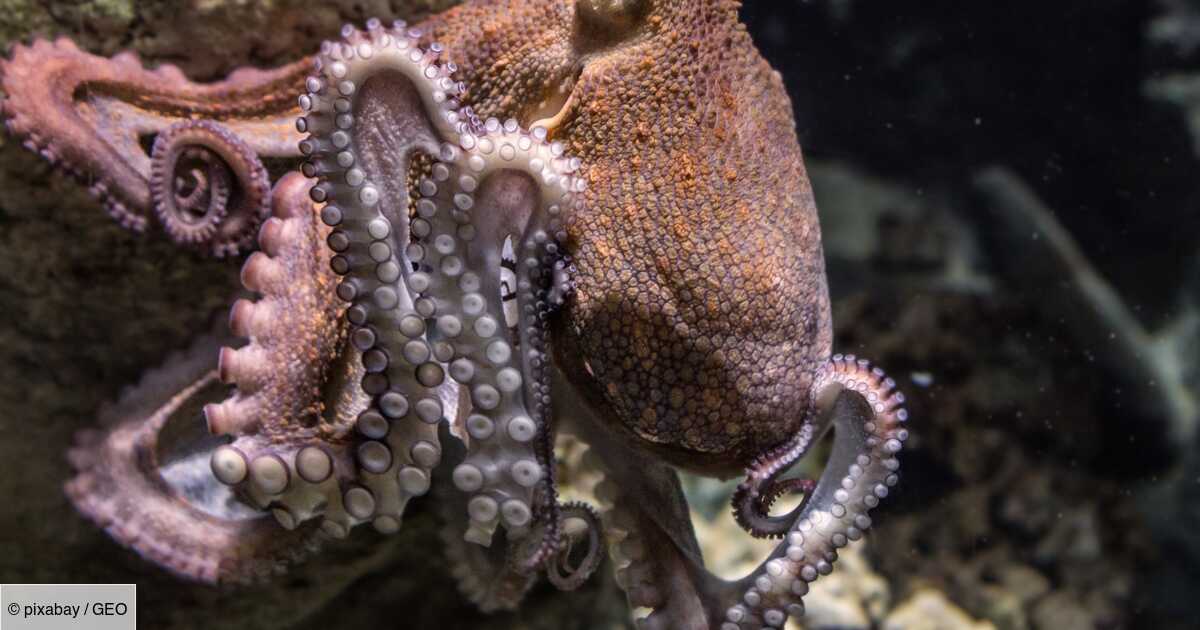 L'homme et la pieuvre possèdent un ancêtre commun vieux de 518 millions d'années, expliquant l'intelligence du céphalopode