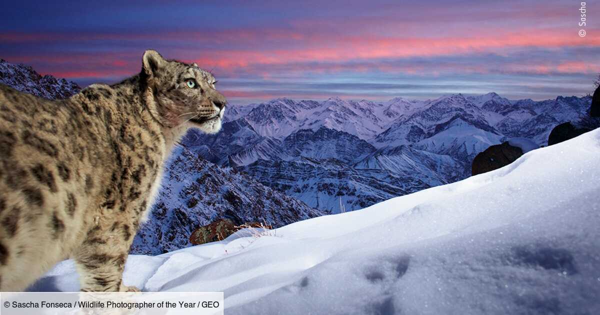 Wildlife Photographer of the Year : Découvrez les somptueuses photos en lice pour le Prix du Public