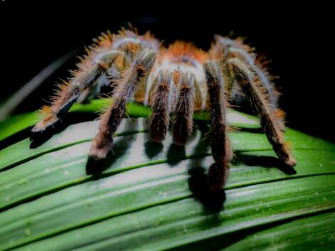 Les 7 plus grosses araignées du monde